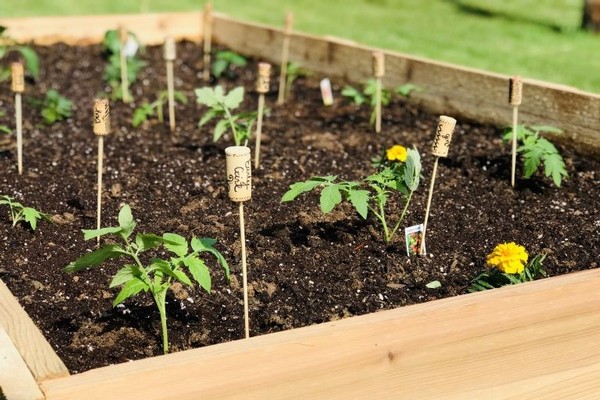 Wine Cork Herb Markers